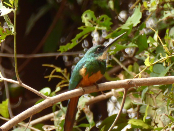 Jacamar 