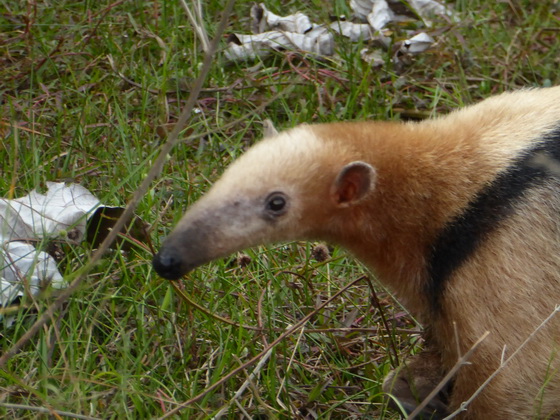 Tamandua Kleinerr AmeisenbärTamandua Kleinerr Ameisenbär