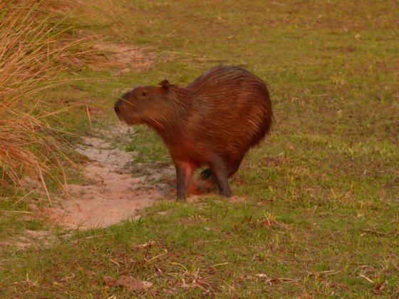 Wasserschwein CapybaraWasserschwein Capybara