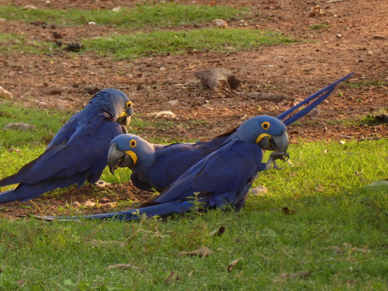Blauflügelara