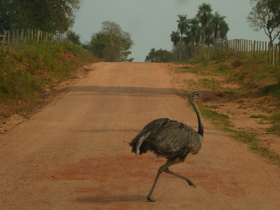 Nandu greater Rhea