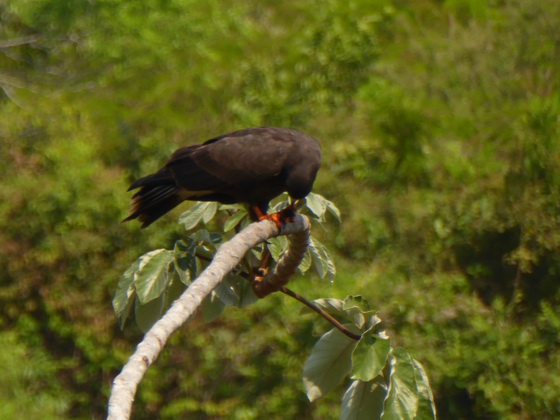 Hawk Hawk Savannah Hawk