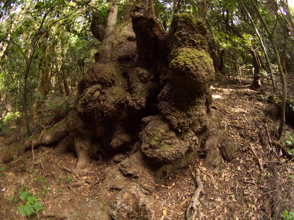 Gomera Inselwandern in den Lorbeerwaeldern Baumheidewälder