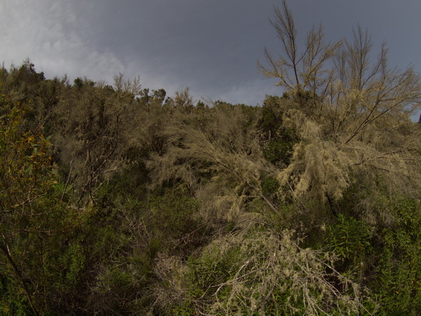 Gomera Inselwandern in den Lorbeerwaeldern Baumheidewälder