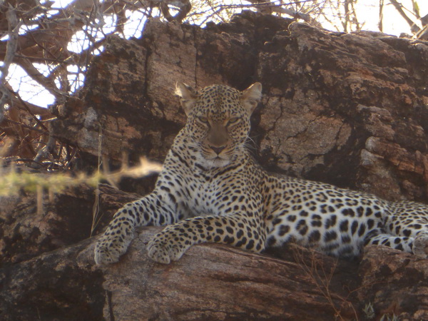 Samburu Nationalpark Chui Leopard LepardSamburu Nationalpark Chui Leopard Lepard