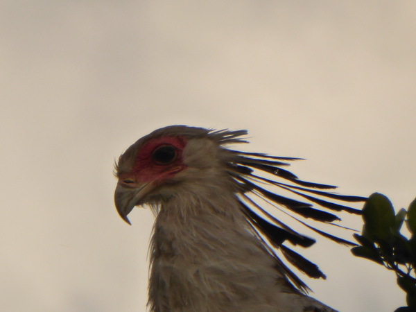 Masai Mara Sekretär Vogel