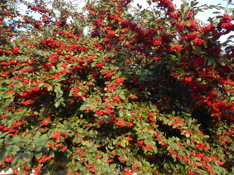 &nbsp;&nbsp;Madeira 2017  Levadawanderung  Camninho de Rochao Poncha Madeira 2017&nbsp;  Levadawanderung  Camninho de Rochao Poncha 
