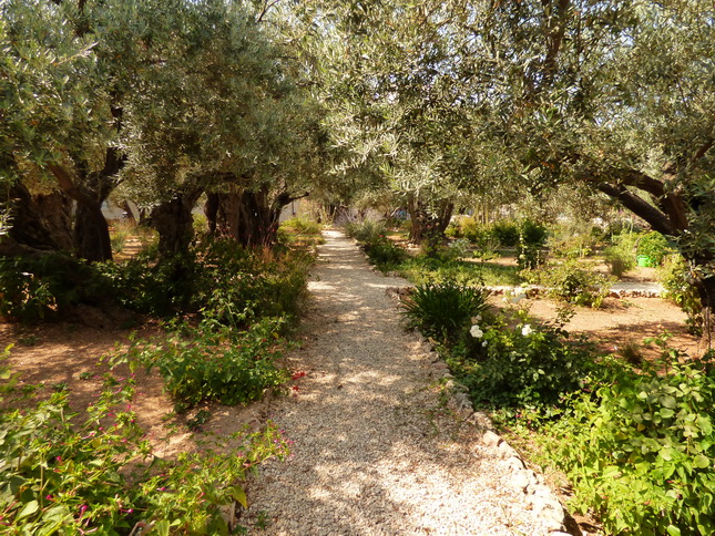 JJERUSALEM Garten gethsemane gethsemaniJERUSALEM JERUSALEM Garten gethsemane gethsemani&nbsp;&nbsp;